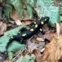 A salamander hiding in Eastern Kentucky is rare, but is it on the verge of extinction?