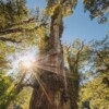 A highway project in Chile threatens one of the world’s longest-living tree species