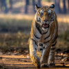 Nepal mulls policy shift to allow hotels back into tiger strongholds