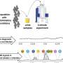 COVID-19 researchers discover hidden natural immune defense pathway