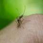 Scientists demystify why subsequent bouts of dengue are worse than a first-time infection