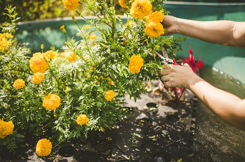 Flowers grown floating on polluted waterways can help clean up nutrient runoff and turn a profit