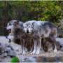 Wolves are back in Colorado’s wilderness: Here’s why that’s great for Earth