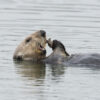 Where sea otters play, salt marshes stay, new study shows