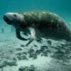 Find the manatee: New AI model spots sea cows from images