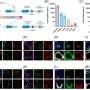 Mouse study shows long COVID-19 infection linked with tangled protein that causes Alzheimer’s disease