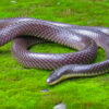 Small, secretive & highly venomous snake seen for first time in Nepal’s hills