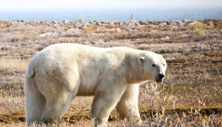 Longer summers put polar bears at risk for starvation