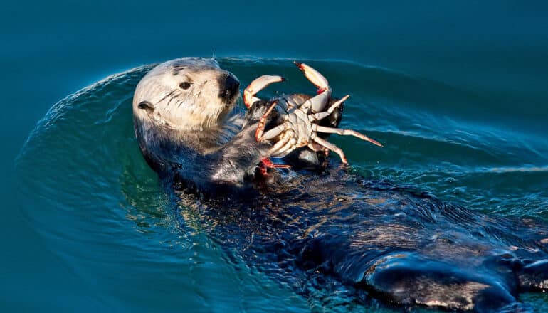 Sea otters’ love of crabs gives salt marshes a second chance