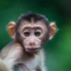 ‘Shocking’ mortality of infant macaques points to dangers of oil palm plantations