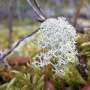 ‘The future is fungal’: New research finds that fungi that live in healthy plants are sensitive to climate change