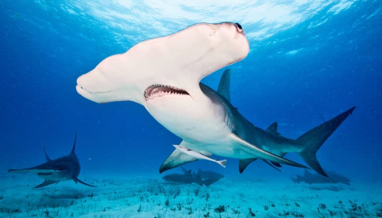 How can humans save threatened sharks?