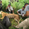 Conservation success leaves Nepal at a loss for dealing with ‘problem tigers’