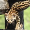 Smallest wildcat of the Atlantic Forest faces enormous threats