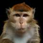 U.S. safety protocols stopped TB in imported lab monkeys from spreading to humans