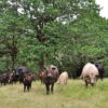 New U.S. agroforestry project will pay farmers to expand ‘climate-smart’ acres