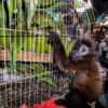 Peru’s illegal pet monkey trade is also an infection superhighway