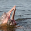 Ancient giant river dolphin species found in the Peruvian Amazon