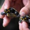 In Peru, conservationists and authorities struggle to get turtle eggs off the menu