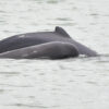 Irrawaddy dolphin death in Thailand’s Songkhla Lake underscores conservation needs