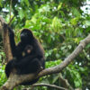 Ecuador project empowers cacao farmers to save spider monkey habitat