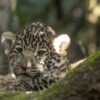 Jaguar release offers a lifeline to Gran Chaco’s lonely big cats