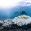 ‘Corals dying’ as yet more bleaching hits heat-stressed Great Barrier Reef