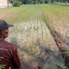 Java rice farmers suffer crop failure as copper mine pollutes local irrigation