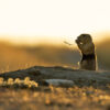 New trackers bring prairie dogs’ little-known underground life to light