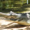 Nepal’s release of endangered crocs into historical habitat raises concerns