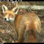 Baiting foxes can make feral cats even more ‘brazen,’ study of 1.5 million forest photos shows