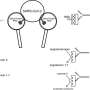 COVID-19 antibody discovery could explain long COVID