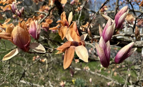 Climate change is shifting the zones where plants grow – here’s what that could mean for your garden