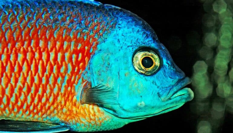 Fish scale waste could remove dye pollution from water