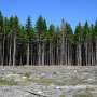 Increased risk of major bark beetle outbreaks in Norway