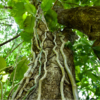 Conflict in the canopy as human and climate factors drive liana dominance over trees