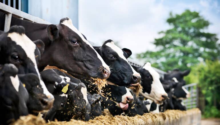 How the livestock industry has shaped climate policy