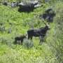 Nevada’s first big-game moose hunt will be tiny as unusual southern expansion defies climate change