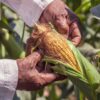 Fertilizer management could reduce ammonia pollution from 3 staple crops: Study