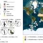 Polar plastic: 97% of sampled Antarctic seabirds found to have ingested microplastics