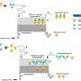 Researchers employ microfluidic diffusional sizing characterize neutralizing antibody affinity to SARS-CoV-2