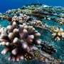 Restoring reefs killed by climate change may simply put corals ‘back out to die’