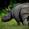 Nepali experts question rhino relocation within park for population balance