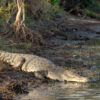 Tien Hai reserve saved from development in win for nature in Vietnam