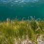 Seagrass meadows face uncertain future, scientists say