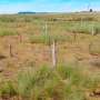 Study shows how to increase success rate of restoration initiatives in the Cerrado