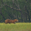 Despite investment in conservation, Bengal tigers still struggling in Bangladesh