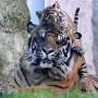 Kala, rare Sumatran tiger cub, makes her debut in Rome