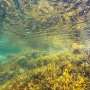 Can kelp forests help tackle climate change?