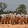 Brazil’s cattle industry could suffer major losses without climate policies, report says